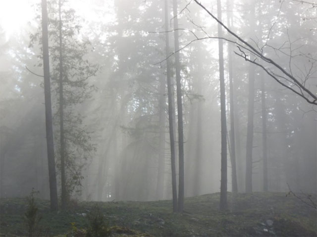 In the rainforest
